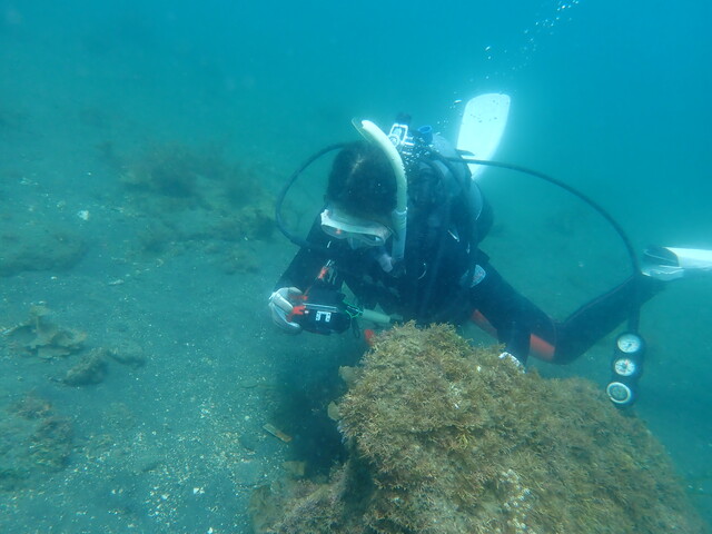 千葉県館山市の沖ノ島沖でファンダイブ【沖ノ島黒根】と【沖ノ島ガンゾウ根】を行いました。｜千葉県館山市の沖ノ島ダイビングサービスマリンス