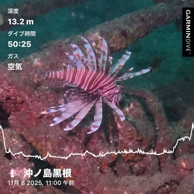 【千葉県館山市・沖ノ島】沈船と黒根で楽しむファンダイビング｜沖ノ島ダイビングサービスマリンスノーが案内する感動の海中世界