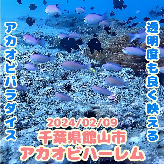 沖ノ島黒根｜水深12m・魚影の濃さが魅力
