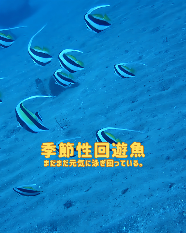 冬の沖ノ島でファンダイビングを楽しむ理由｜透明度・地形・生物が最高潮になる季節に潜る魅力とは