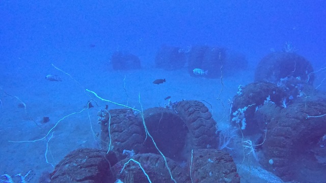 沖ノ島ブルー全開|透明度25mオーバーの水雷艇・黒根ファンダイブ海況(館山)