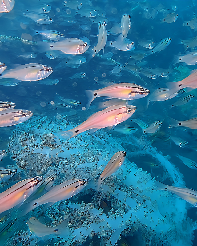 【2025年秋最新版】千葉県館山市・沖ノ島沈船（水雷艇）は日露戦争の水中遺産｜アドバンス限定ポイントで楽しむ歴史ロマンとファンダイブ