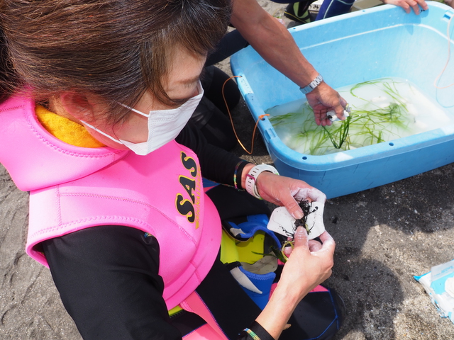 沖ノ島ビーチで行われたアマモ移植イベント2021｜千葉県館山市の沖ノ島ダイビングサービスマリンスノー