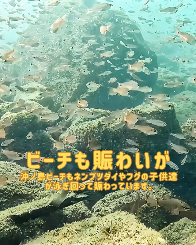秋のファンダイビングなら千葉県館山市・沖ノ島！沈船と黒根で出会える魚群と季節限定の海の魅力を徹底解説