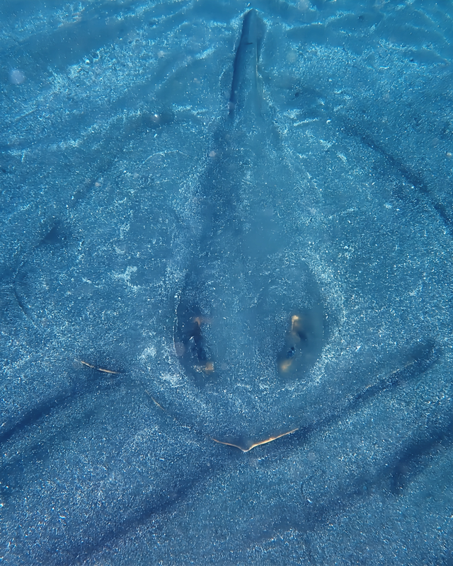 冬の千葉県館山市・沖ノ島周辺のボートポイント ワイドからマクロまで“すべてが揃う冬のプレミアムダイブ”