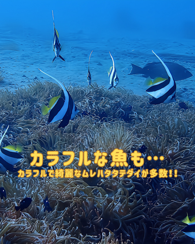 千葉県館山市の沖ノ島で秋のファンダイビング｜ワイド系撮影が魅力的な理由とおすすめスポット解説