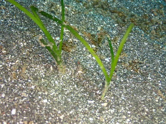先日植えたアマモの確認に行ってきました。｜千葉県館山市の沖ノ島ダイビングサービスマリンスノー