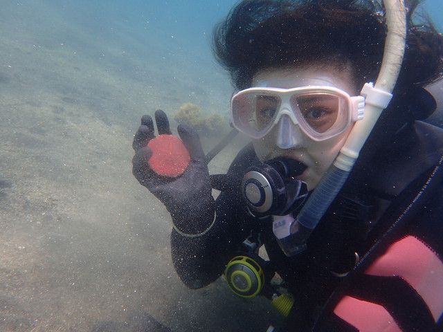 沖ノ島ビーチで体験ダイビング｜千葉県館山市の沖ノ島ダイビングサービスマリンスノー