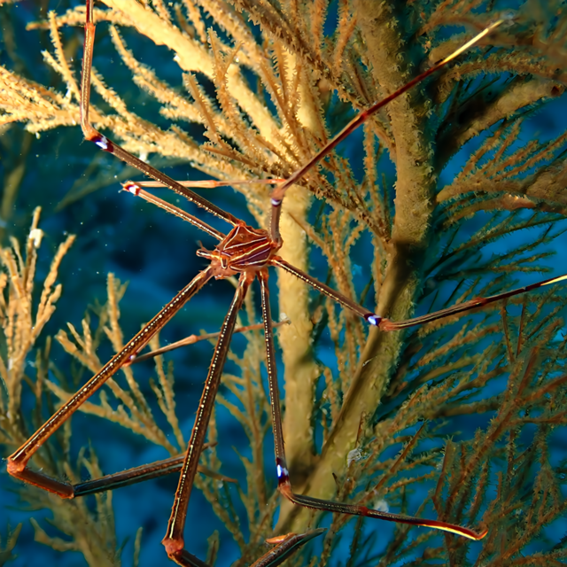 冬の千葉ダイビングで見られる魚と生き物