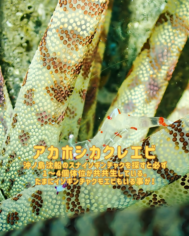 【2025年秋最新版】沖ノ島ダイビングサービスマリンスノーが秋のファンダイブをおすすめする理由②｜千葉県館山市・沖ノ島のマクロ天国で出会える小さな海の物語
