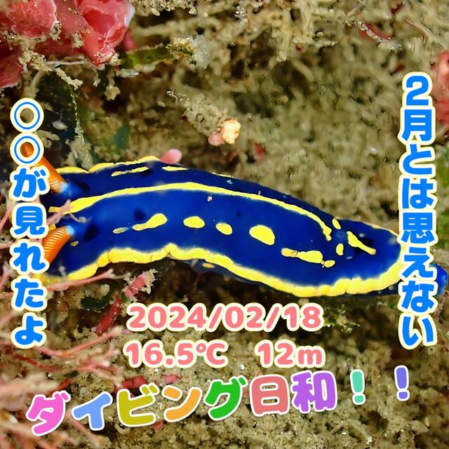 ダイビング日和~|千葉県館山市の沖ノ島ダイビングサービスマリンスノー