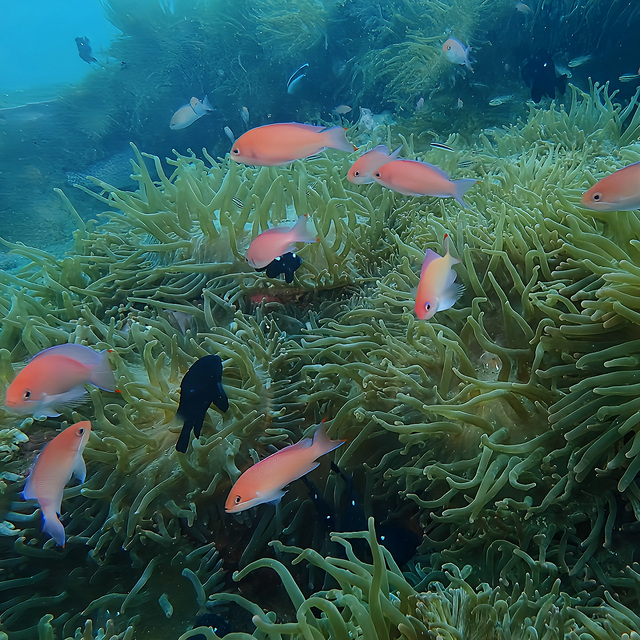 オープンウォーターダイバー取得後はファンダイビングへ。体験ダイビングでは味わえなかった魚の群れに囲まれながら、水中を自由に泳ぐ楽しさが広がる。