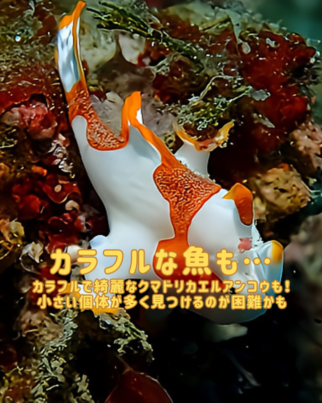 秋の館山・沖ノ島で楽しむファンダイブ｜マクロ生物・ウミウシ・甲殻類を徹底解説するダイビング体験