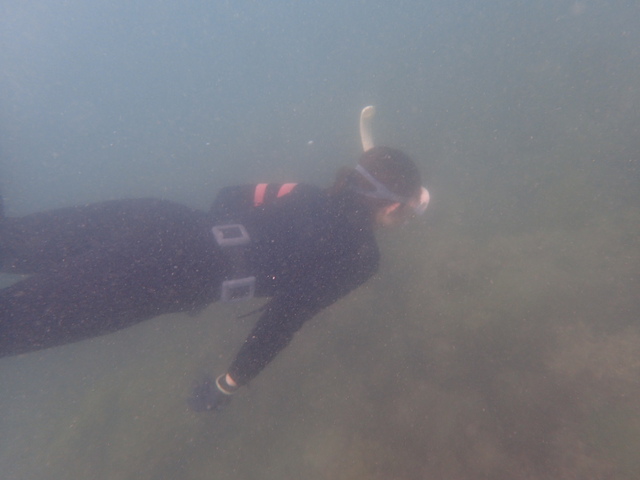 2022/10/03に千葉県館山市の沖ノ島海水浴場でスキンダイビングを開催いたしました。｜千葉県館山市の沖ノ島ダイビングサービスマリンスノー