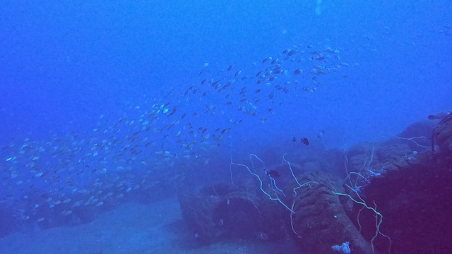 沖ノ島ブルー全開|透明度25mオーバーの水雷艇・黒根ファンダイブ海況(館山)③