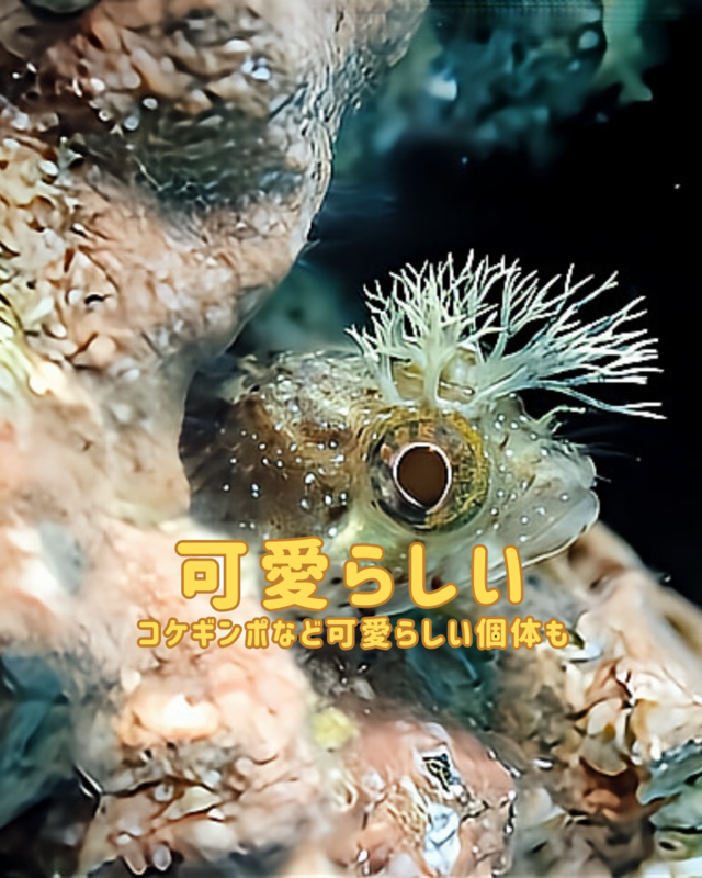 千葉県館山市の沖ノ島黒根ポイントで秋ダイビング体験｜透明度抜群の海でアカオビハナダイやミツボシクロスズメダイに出会う