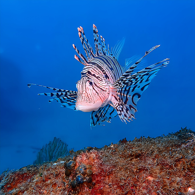 沖ノ島ダイビングが「おすすめ」される理由 ダイビングポイントのバリエーションが圧倒的