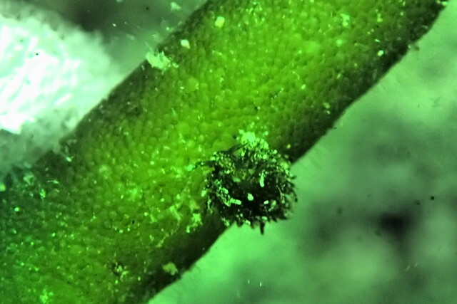 千葉県館山市の【沖ノ島黒根】と【沖ノ島ガンゾウ根】でファンダイブ｜千葉県館山市の沖ノ島ダイビングサービスマリンスノー