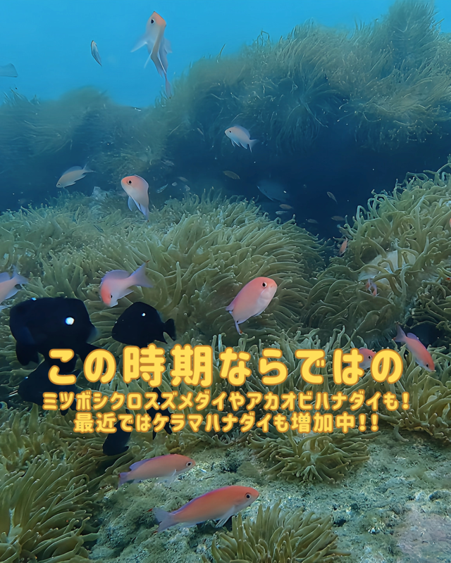 千葉県館山市の沖ノ島で秋のファンダイビング｜ワイド系撮影が魅力的な理由とおすすめスポット解説