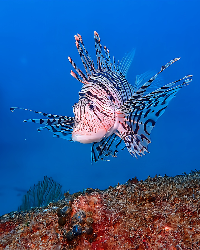 【冬こそ海の本当の美しさと出会える季節】千葉県館山市・沖ノ島ボートダイビングが冬に最高潮を迎える理由｜沖ノ島ダイビングサービスマリンスノー