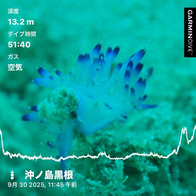 千葉県館山市の沖ノ島沈船（水雷艇）と黒根で楽しむファンダイビング｜透明度・水温データと南房総ダイビングの魅力