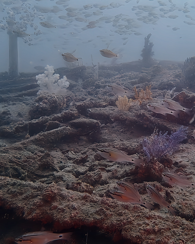 【2025年秋最新版】千葉県館山市・沖ノ島沈船（水雷艇）で楽しむボートファンダイブ｜透明度抜群の沈船ダイビング体験と魅力を徹底紹介