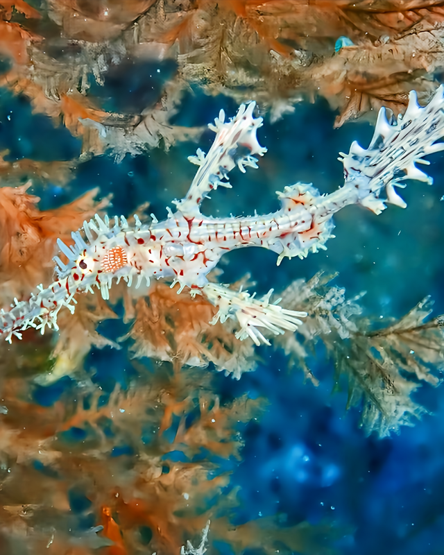 【秋〜冬の沖ノ島沈船ダイビング】透明度・魚影・マクロ生物が揃う最高のシーズン｜沖ノ島ダイビングサービスマリンスノー