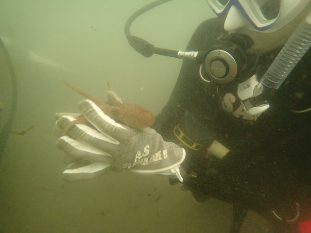 千葉県館山市の沖ノ島沖でオープンウォーター講習海洋実習最終日を開催いたしました。｜千葉県館山市の沖ノ島ダイビングサービスマリンスノー
