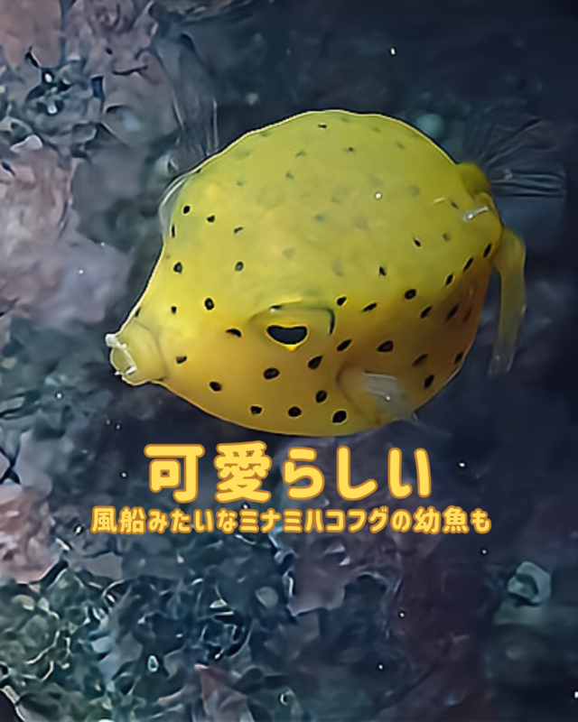 秋に行きたい千葉県館山市の沖ノ島ビーチ｜体験ダイビング・シュノーケリング・スキンダイビング完全ガイド