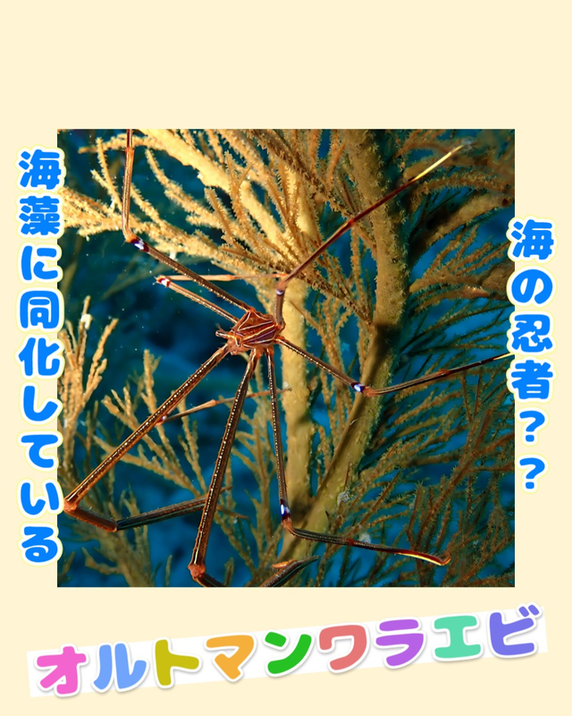 千葉県館山市の陸続きの島・沖ノ島周辺のダイビングポイントが今、激熱な理由