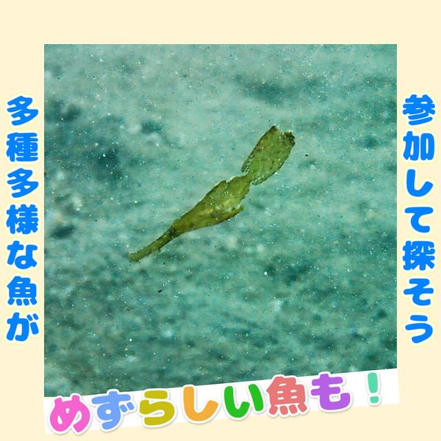 千葉県館山市「沖ノ島」ダイビング｜初心者も楽しめる！アオリイカ、ミツボシクロスズメダイなど豊富な海の生き物と感動の海中体験