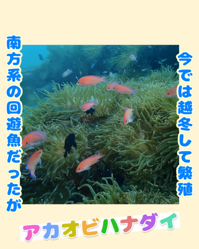 秋の館山・沖ノ島黒根でファンダイビングを満喫|ケラマハナダイとアカオビハナダイの群舞が彩る水中世界