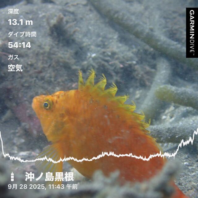 千葉県館山市の沖ノ島で沈船ファンダイブと黒根のガンガゼ駆除イベント開催｜ダイビング体験レポート