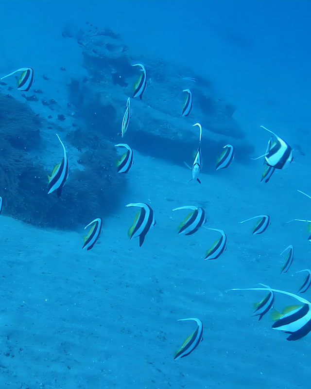 冬の千葉県館山市の沖ノ島周辺のボートポイント「黒根」は透明度も爆上がりでおさかなパラダイス ― 冬こそ本番！浅場ワイドの黒根が一年で最も美しくなる理由