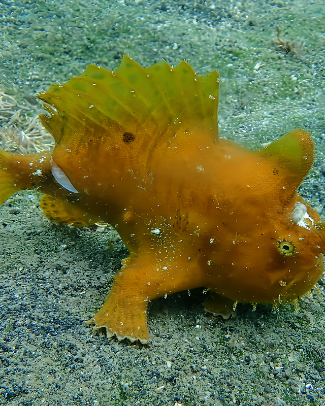 冬の千葉県館山市・沖ノ島周辺のボートポイント ワイドからマクロまで“すべてが揃う冬のプレミアムダイブ”