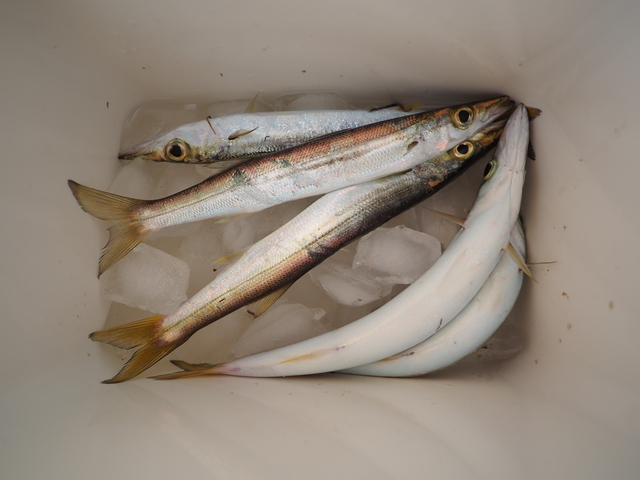 風が強くダイビングはクローズの為にお魚釣りに行ってきました｜千葉県館山市の沖ノ島ダイビングサービスマリンスノー