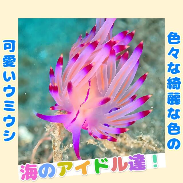 千葉県館山市・沖ノ島で出会うウミウシの楽園：色とりどりのウミウシが広がる海中天国でダイビング体験を