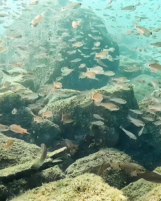  夏休みの思い出づくりに最適！千葉県館山市の沖ノ島海水浴場で安心・感動のシュノーケリング体験