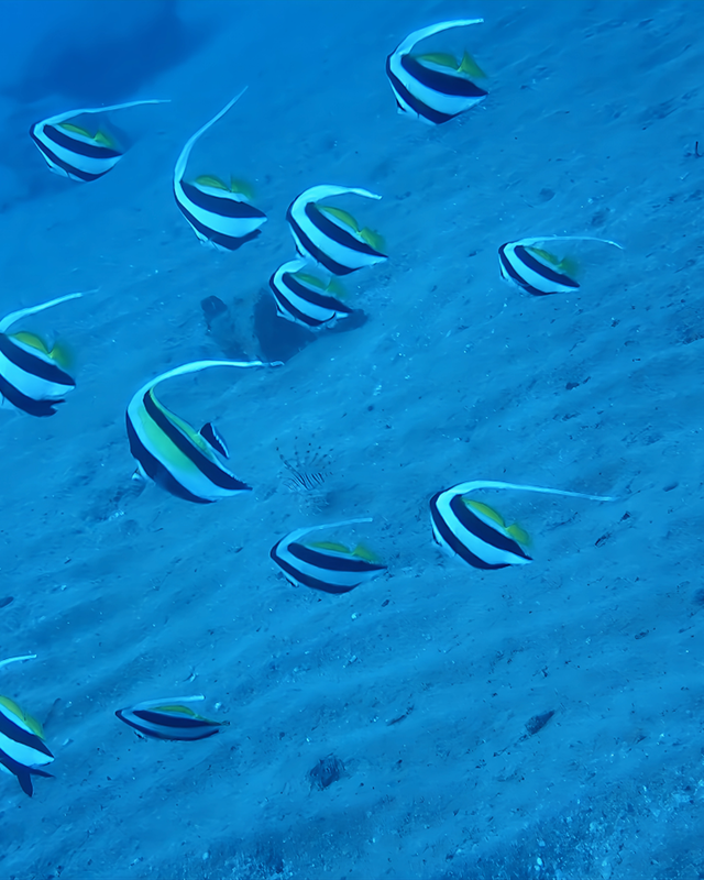 冬の千葉県館山市の沖ノ島周辺のボートポイント「黒根」は透明度も爆上がりでおさかなパラダイス ― 冬こそ本番！浅場ワイドの黒根が一年で最も美しくなる理由