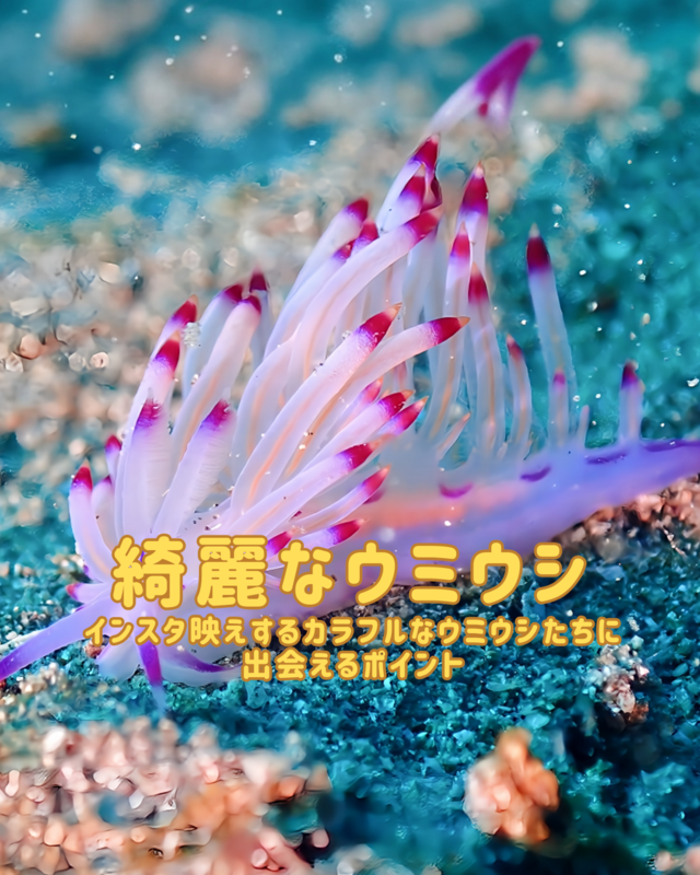 千葉県館山市の沖ノ島黒根ポイントで秋ダイビング体験｜透明度抜群の海でアカオビハナダイやミツボシクロスズメダイに出会う