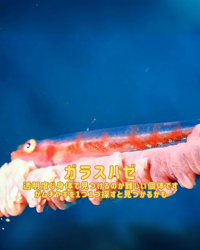 【2025年秋最新版】沖ノ島ダイビングサービスマリンスノーが秋のファンダイブをおすすめする理由②｜千葉県館山市・沖ノ島のマクロ天国で出会える小さな海の物語