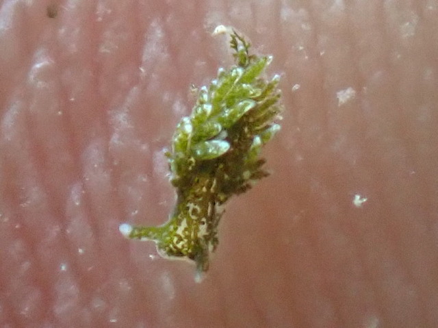 沖ノ島のアマモ調査の時にミドリアマモウミウシ発見｜千葉県館山市の沖ノ島ダイビングサービスマリンスノー