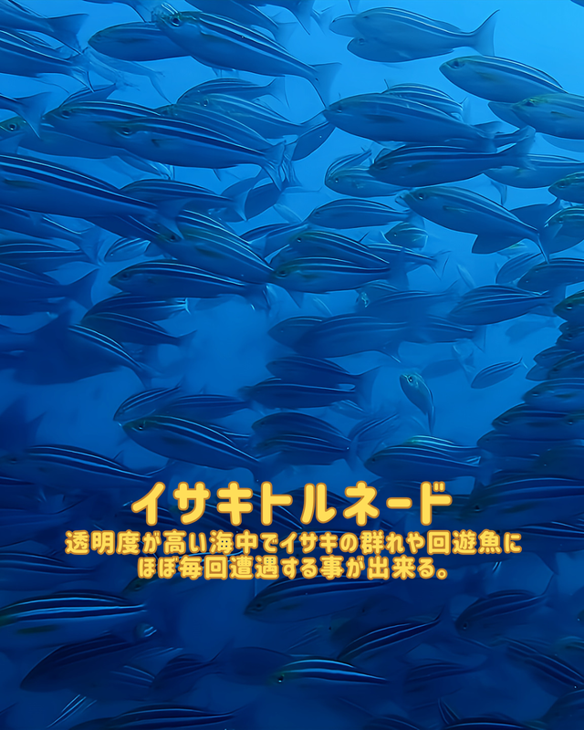 【2025年秋最新版】千葉県館山市・沖ノ島の沈船（水雷艇）と黒根で楽しむワイドファンダイブ｜光と群れが織りなす絶景ポイントを徹底紹介