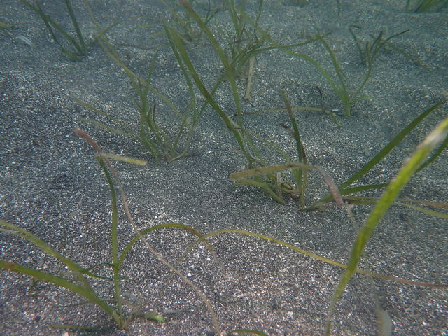 沖ノ島のアマモ調査＆アオリ産卵床確認｜千葉県館山市の沖ノ島ダイビングサービスマリンスノー