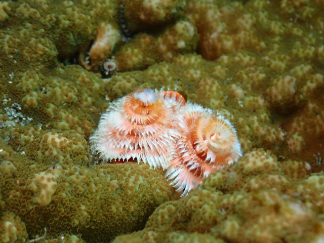 船形側のガンガゼ駆除に行った時にいた生き物たち｜千葉県館山市の沖ノ島ダイビングサービスマリンスノー