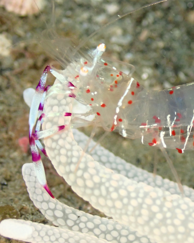 【2025年秋最新版】千葉県館山市・沖ノ島周辺のボートポイントが甲殻類天国に！沈船と黒根で楽しむマクロ＆ワイドファンダイブ徹底ガイド