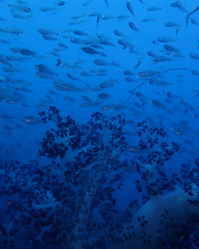 【2025年秋最新版】千葉県館山市・沖ノ島沈船（水雷艇）は日露戦争の水中遺産｜アドバンス限定ポイントで楽しむ歴史ロマンとファンダイブ