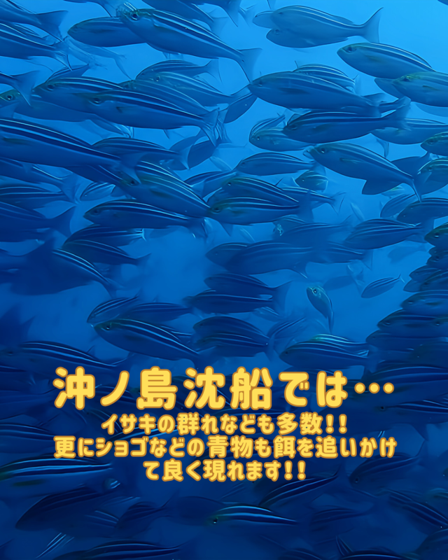 千葉県館山市の沖ノ島で秋のファンダイビング｜ワイド系撮影が魅力的な理由とおすすめスポット解説