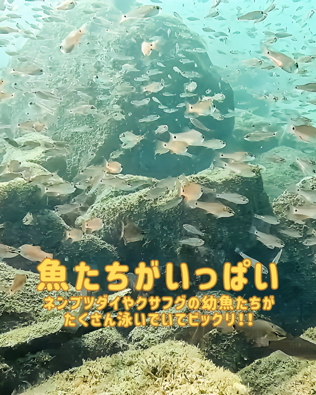 秋に行きたい千葉県館山市の沖ノ島ビーチ｜体験ダイビング・シュノーケリング・スキンダイビング完全ガイド
