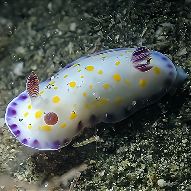 千葉県館山市・沖ノ島で出会うウミウシの楽園：色とりどりのウミウシが広がる海中天国でダイビング体験を
